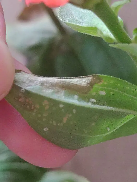 mosca blanca
