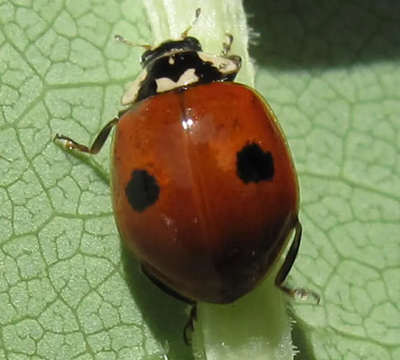 adalia bipunctata