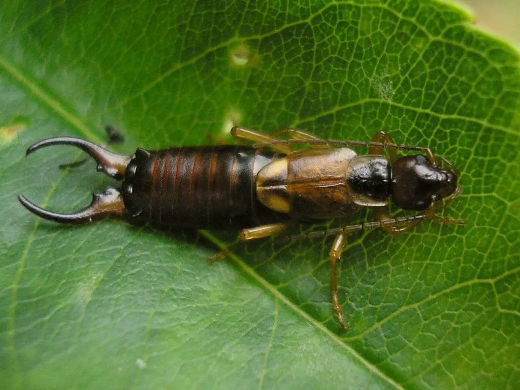 Forficula auricularia