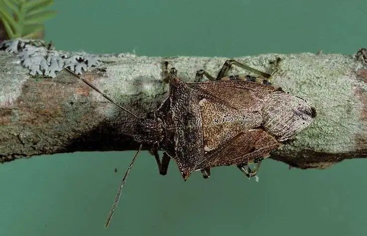 Podisus maculiventris