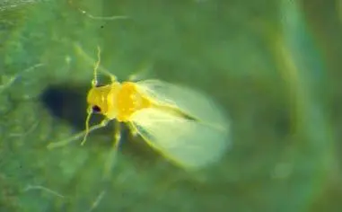 mosca blanca