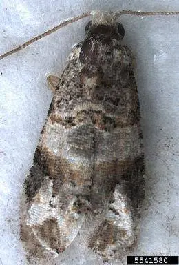 polilla del racimo de la vid