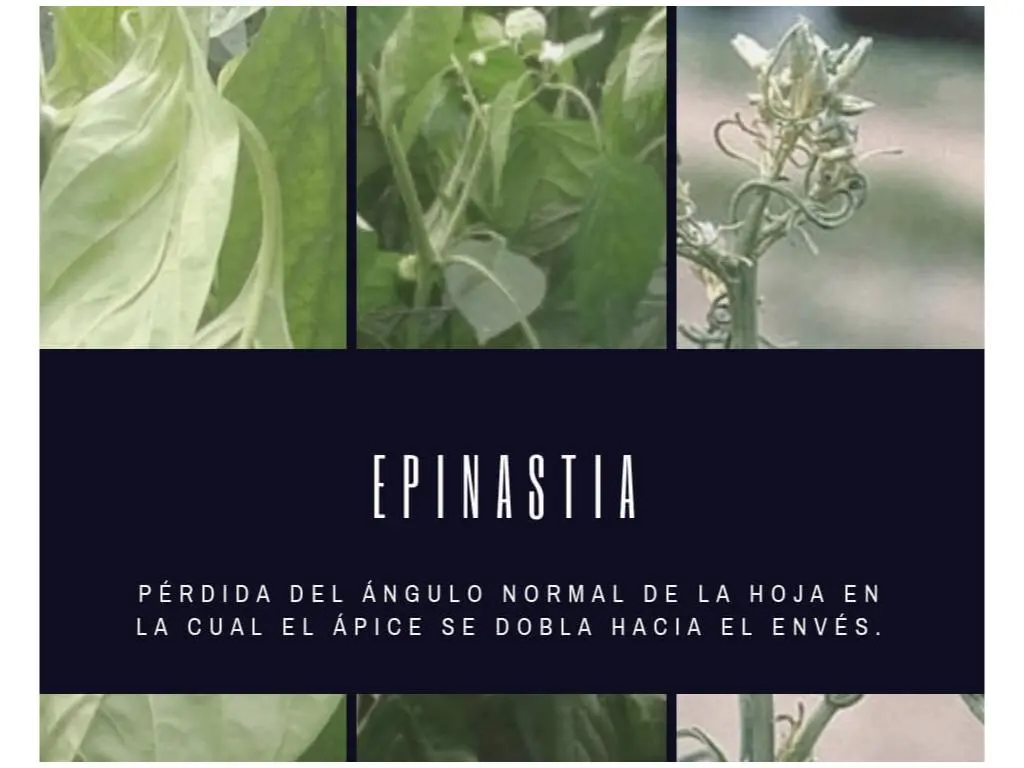 sintomas de virus