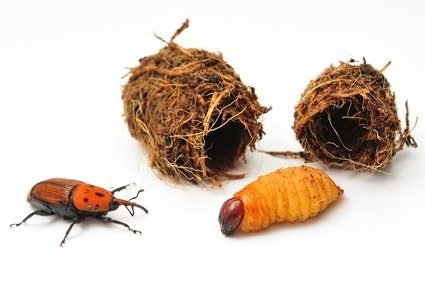 Development phases of the Red Palm Weevil