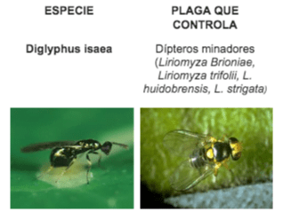 ejemplo de control biológico de plagas