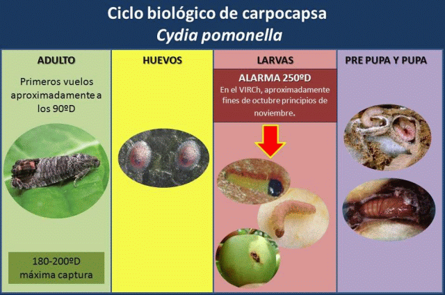 ciclo biologico carpocapsa