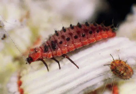 larva de rodolia cardinalis