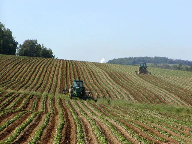 monocultivo