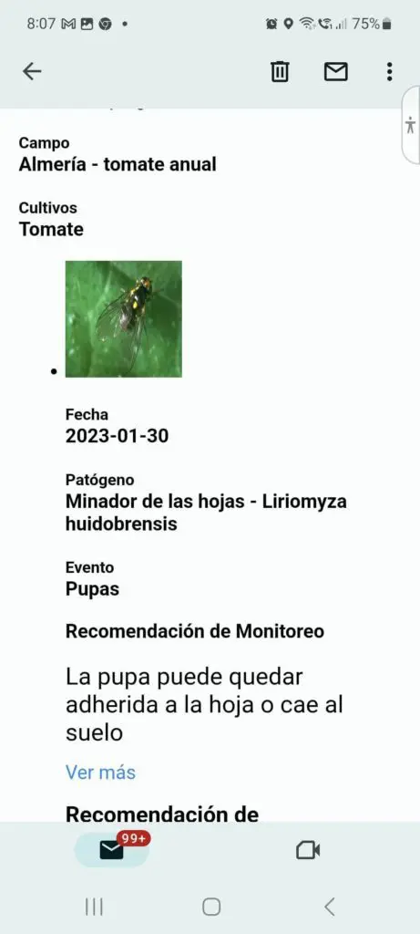 email plaga liriomyza huidobrensis