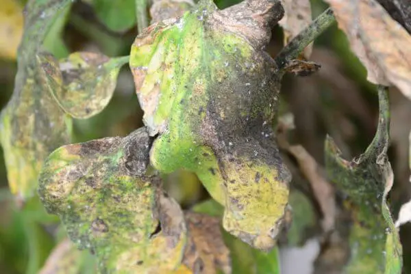 danos mosca blanca1 1 1