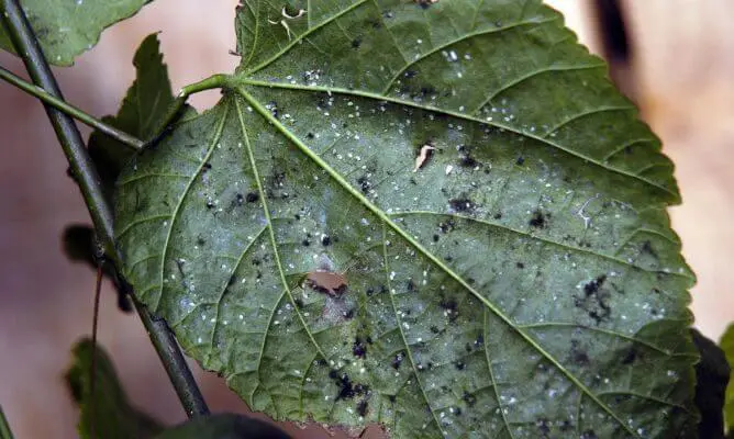 danos mosca blanca2 2