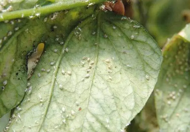 danos mosca blanca3 1