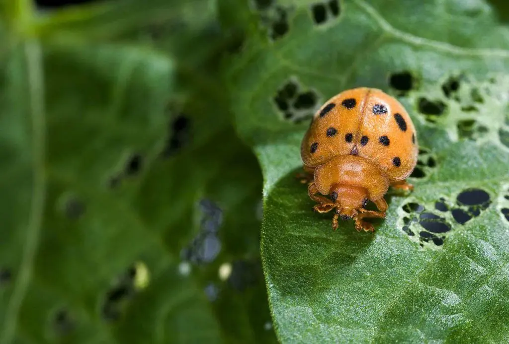 1200px Epilachna varivestis
