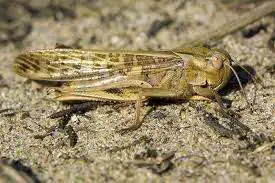 Locusta migratoria