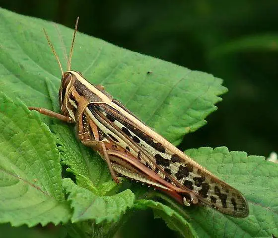 Langosta americana