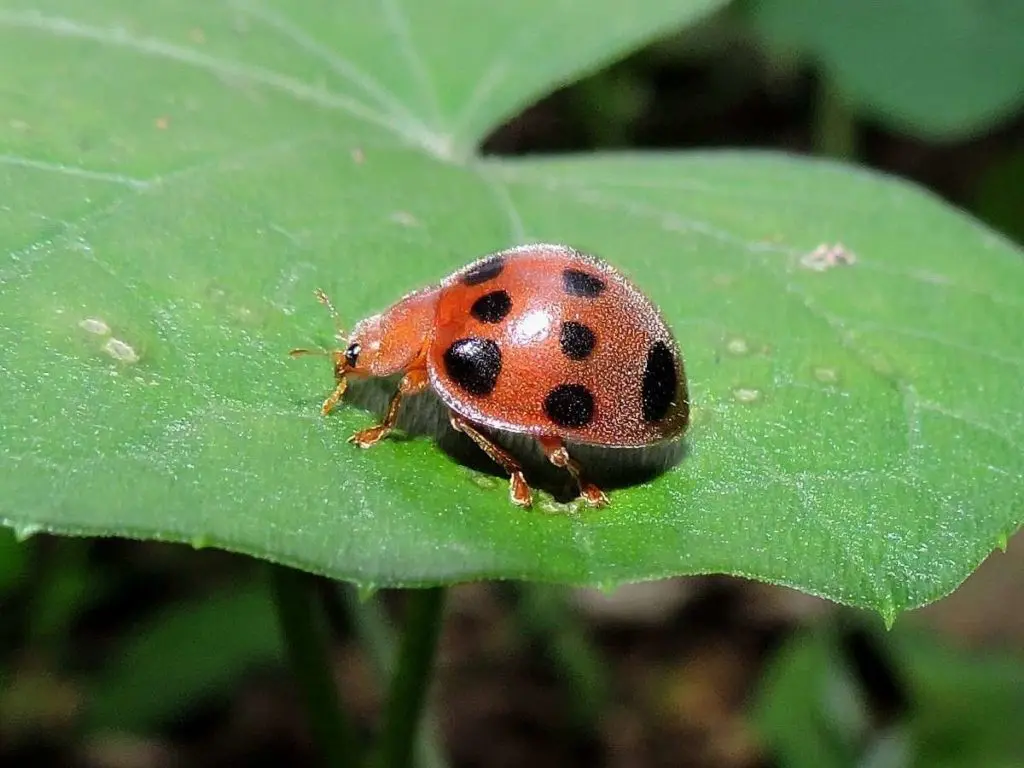 mariquita hervibora