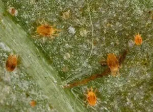 Tetranychus turkestani
