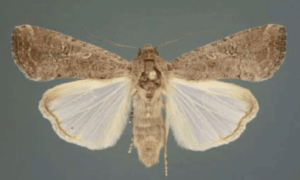 adult female spodoptera frugiperda