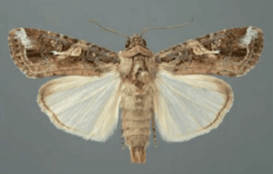 spodoptera frugiperda aldult male