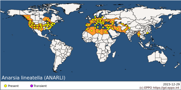 Distribución Anarsia Lineatella. Fuente EPPO GLOBAL DATABASE