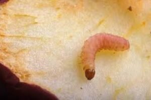 cydia pomonella larvae
