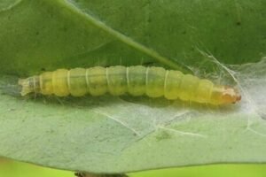 Epiphyas postvittana larva (1) (1) (1)