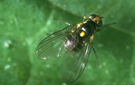 Liriomyza huidobrensis
