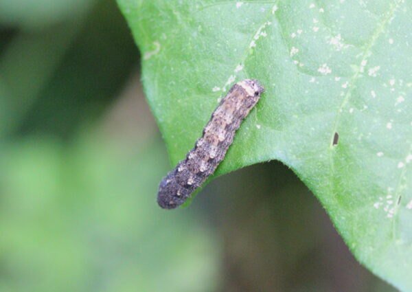 Spodoptera litura
