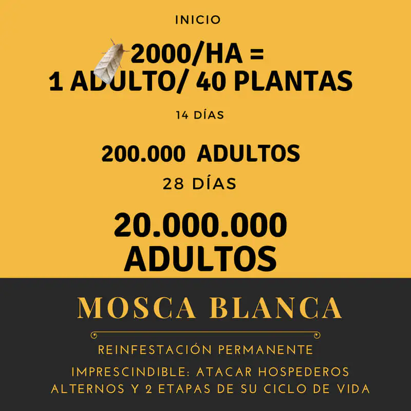 ciclo biológico mosca blanca