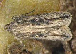 tecla solanivora