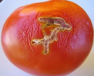 Daños polilla del tomate