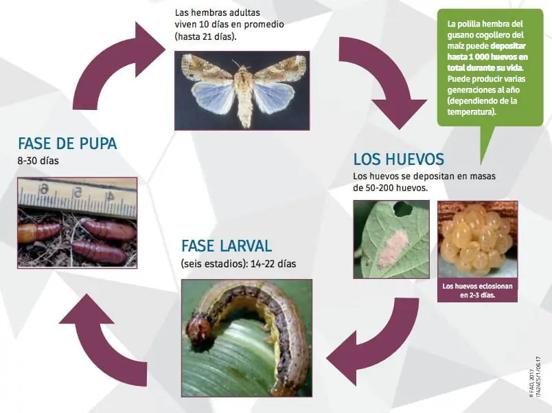 Ciclo de vida spodoptera