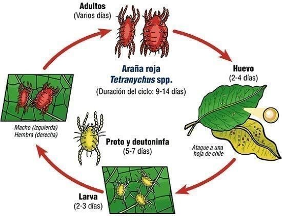 ciclo biológico araña roja