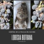 lobesia botrana