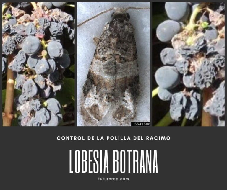 lobesia botrana