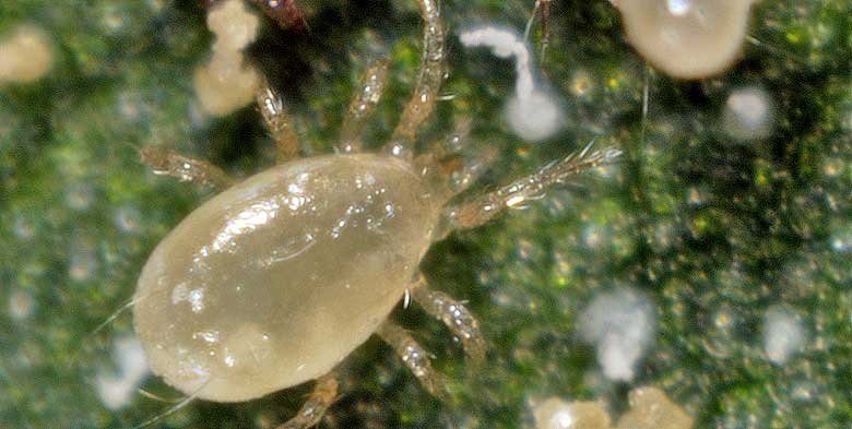 Amblyseius andersoni