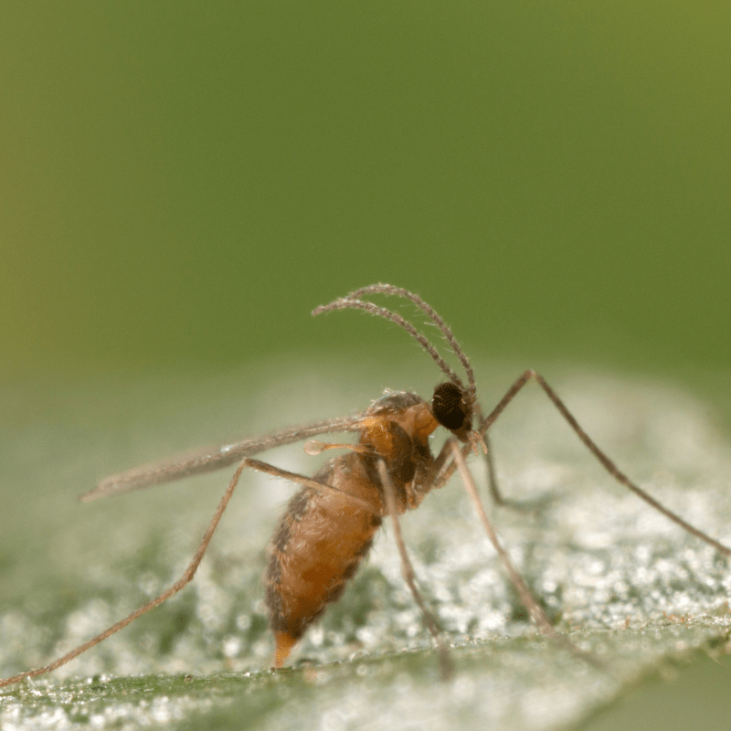 Aphidoletes aphidimyza