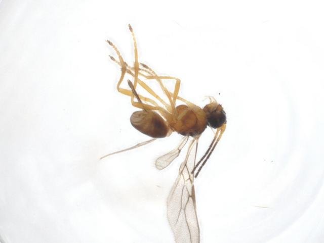 Asobara rufescens