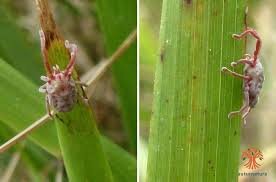 Balaustium hernandezi