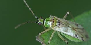 Nesidiocoris tenuis