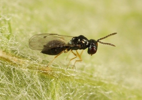 Pachycrepoideus vindemmiae 1