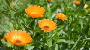 Planta calendula