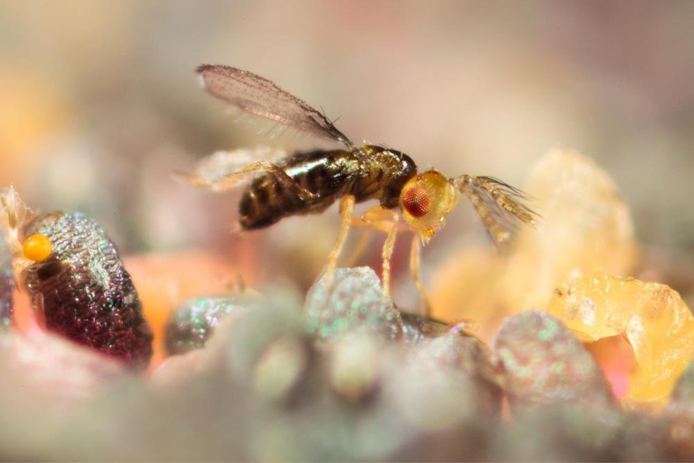 Trichogramma achaeae