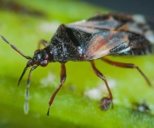 anthocoris nemoralis