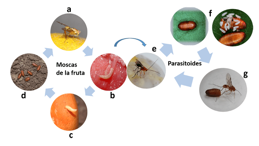 sincronización parasitoide hospedante