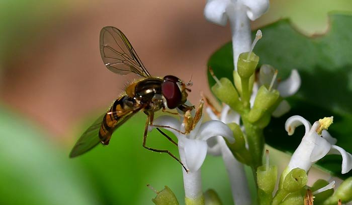 episyrphus balteatus15