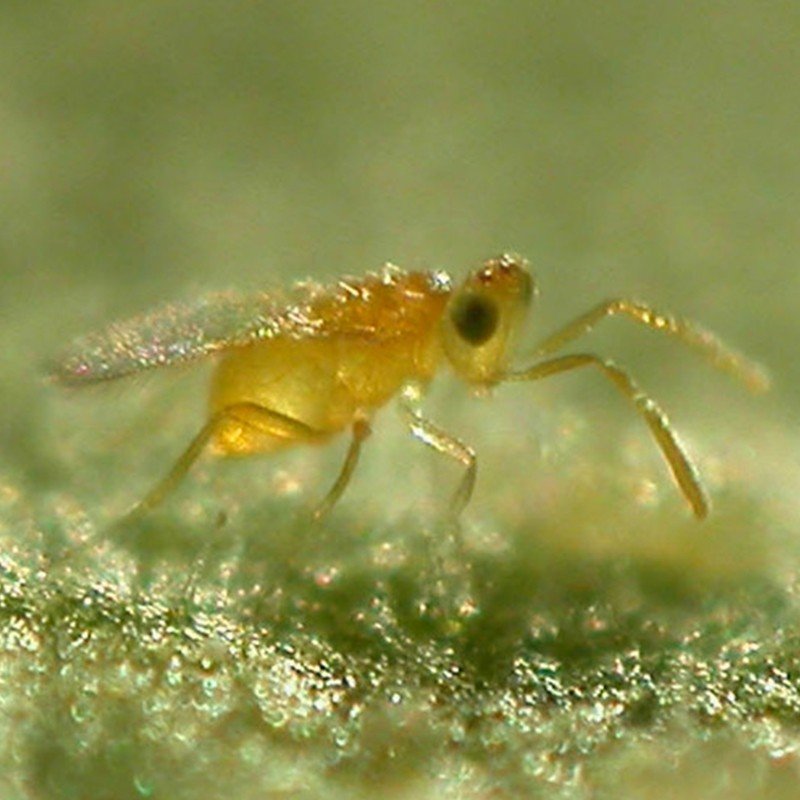 eretmocerus eremicus