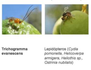 parasitoides4