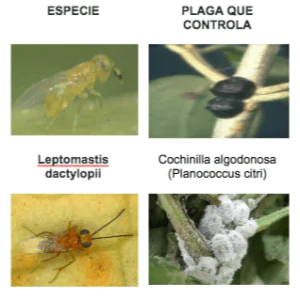 parasitoides7