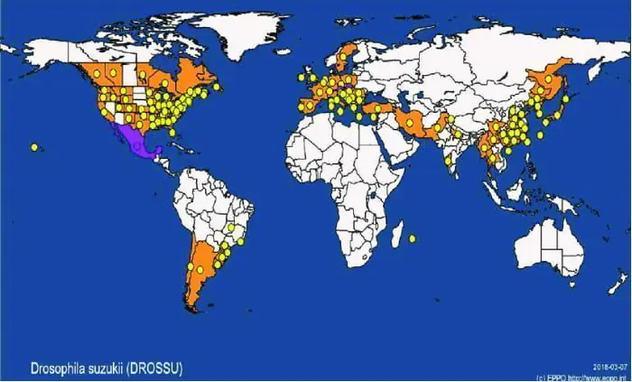 Distribución geográfica de D.suzukii. Extraído de base de datos global de la Organización Europea para la Protección de las Plantas